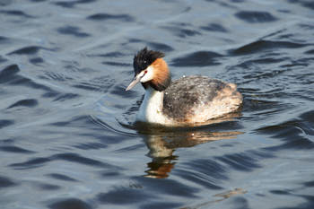 Faune des marais<br>NIKON D4, 700 mm, 1100 ISO,  1/2000 sec,  f : 8 